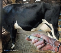 L'OMS et la FAO veulent une surveillance des antibiotiques pour des animaux