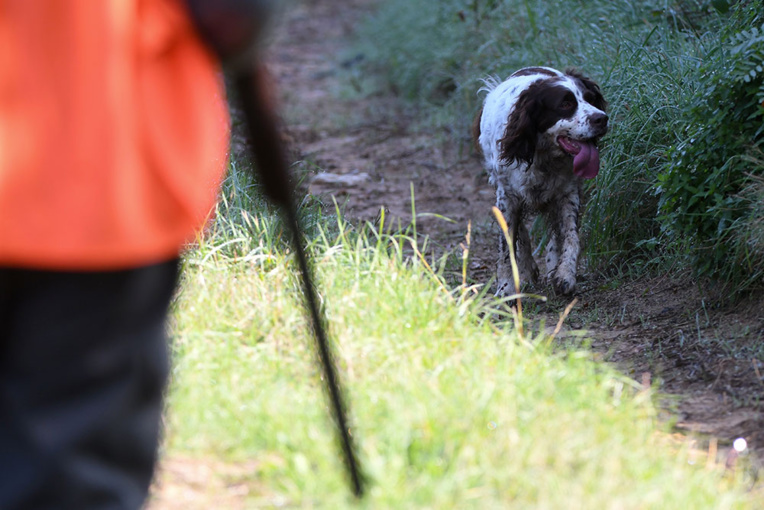 Chasse à courre: la grâce pour les animaux aux abois en zone habitée Chasse à courre: la grâce pour les animaux aux abois en zone habitée