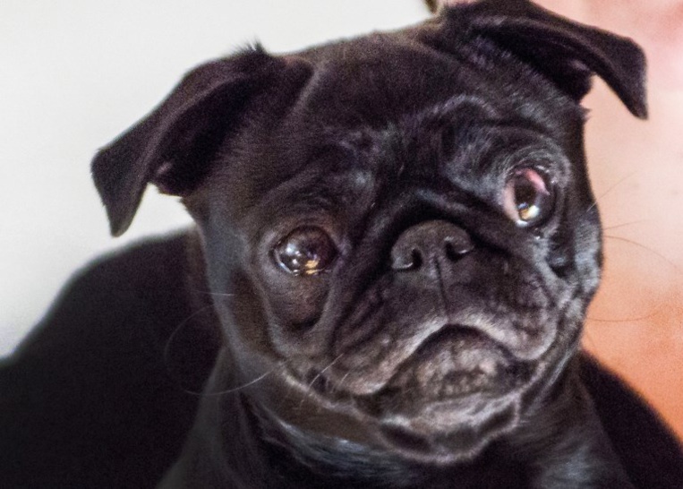 Une famille endettée? Sa chienne est saisie et vendue sur eBay Une famille endettée? Sa chienne est saisie et vendue sur eBay