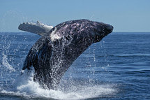 La baleine, dans l'assiette ou dans les jumelles, star très convoitée d'Islande