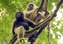 Nouvelle colonie de gibbons découverte au Vietnam