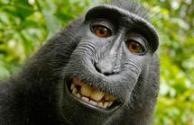 Un singe vole un appareil photo et se tire un splendide autoportrait