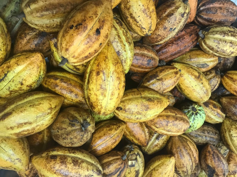 Pour ses 10 ans, Couleur cacao lance une tablette 100% locale (et ouvre ses portes) Pour ses 10 ans, Couleur cacao lance une tablette 100% locale (et ouvre ses portes)