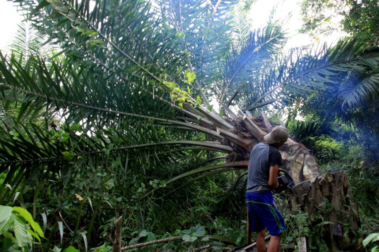 Contre la déforestation, la Malaisie teste des palmiers à huile nains