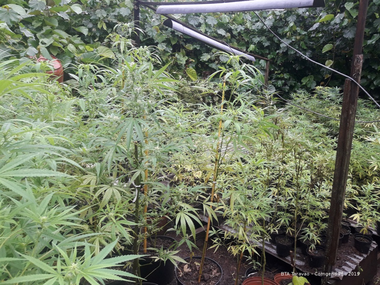 644 plants de cannabis découverts à Vairao 644 plants de cannabis découverts à Vairao