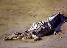 Nouvelle attaque de crocodile aux îles Salomon