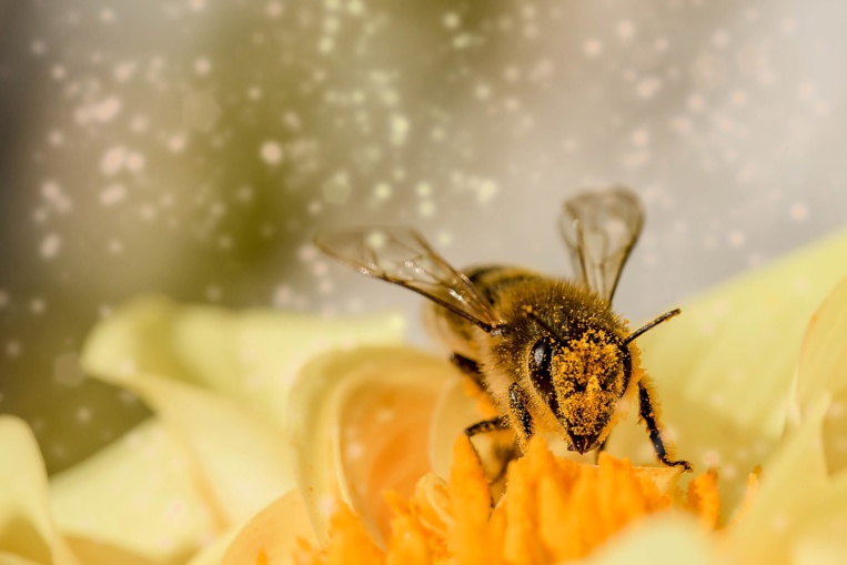Davantage de pollens avec le réchauffement climatique et potentiellement plus d'allergies