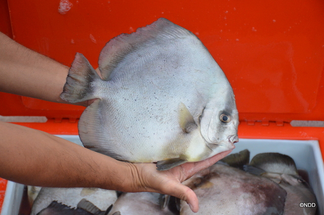 Pour qu'un Paraha peue soit prêt à être consommé, il faut compter environ un an d'élevage pour un poisson d'un kilo.