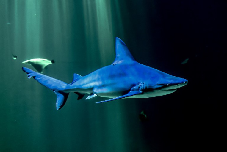 Les requins, une famille plus menacée que prévu