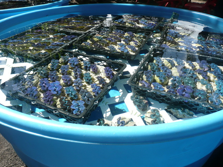 L’exportation de bénitiers destinés à l’aquariophilie : un tremplin pour les Tuamotu de l’Est