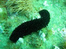 Ecloserie de rori aux Tuamotu: rencontre au CESC