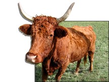 En Bavière, une vache évadée mise à prix 10.000 euros...