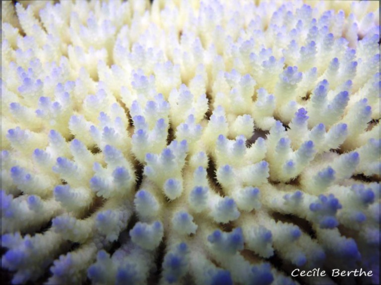 Quand les températures sont trop élevées, le corail éjecte son algue symbiotique et devient tout blanc. Si la température baisse, il peut la réabsorber et survivre. Quand la chaleur persiste, le corail peut mourir... (Photo Cécile Berthe)