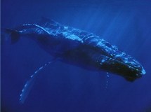 En Californie, les baleines doivent se frayer un passage entre les tankers