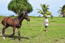 Pauline Briquet, seule employée de l'écurie, s'occupe d'une partie de l'entrainement des poulains nés sur le domaine de Mataiea. Pauline Briquet, seule employée de l'écurie, s'occupe d'une partie de l'entrainement des poulains nés sur le domaine de Mataiea.