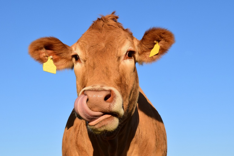 Aux Pays-Bas, un urinoir pour vaches pour réduire les émissions de gaz