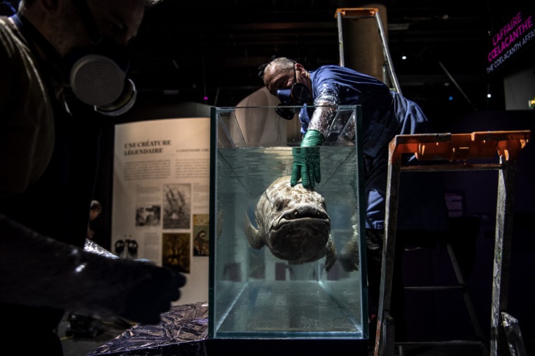 Insolite plongée au fond des océans à la Grande Galerie de l'Evolution Insolite plongée au fond des océans à la Grande Galerie de l'Evolution