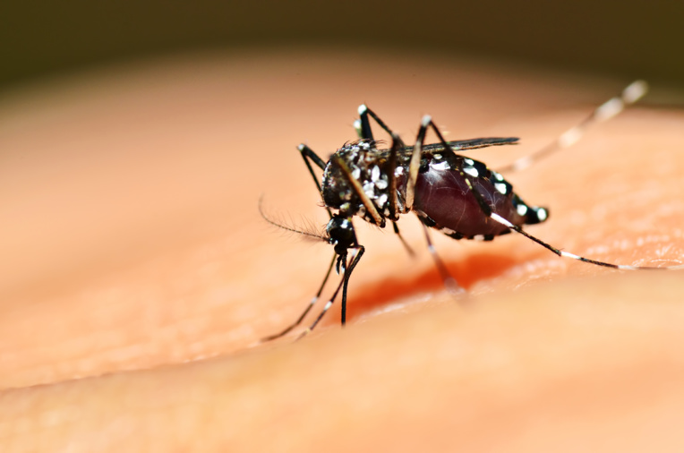 Un nouveau cas autochtone de dengue type 2 détecté à Taunoa