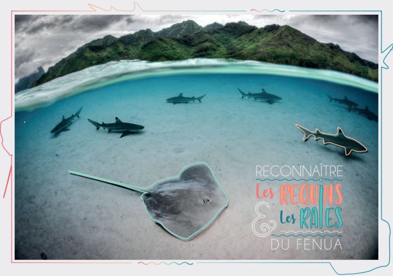 Apprendre à reconnaître les raies et requins