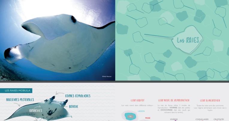 Apprendre à reconnaître les raies et requins Apprendre à reconnaître les raies et requins