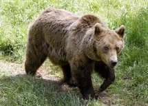 Les "anti-ours", en colère, menacent les plantigrades d'un sort funeste