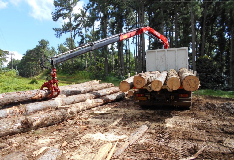 Une filière bois dans les starting-blocks en Polynésie Une filière bois dans les starting-blocks en Polynésie