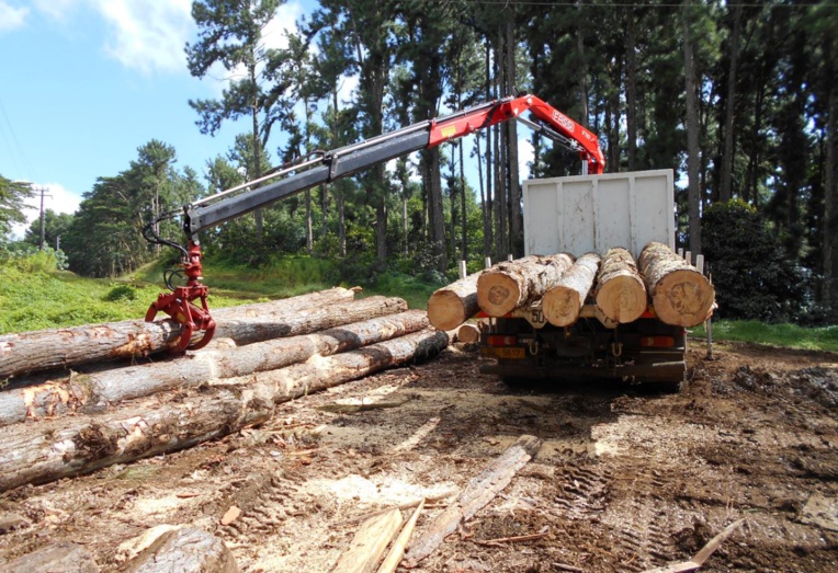 Une filière bois dans les starting-blocks en Polynésie
