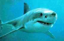 Attaque de requin sur la côte Ouest australienne : un mort
