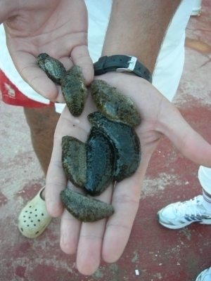 L’holothurie ou « le rori » , un invertébré qui a le vent en poupe