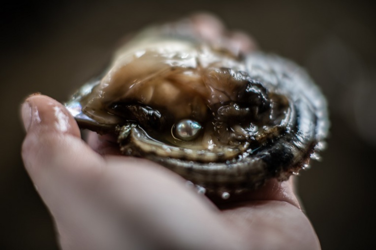 Akoya, la petite perle sacrée du Japon Akoya, la petite perle sacrée du Japon