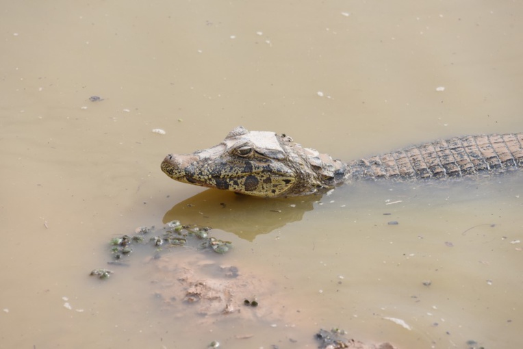 Pluies diluviennes à Rio : des caïmans s'échappent dans une favela Pluies diluviennes à Rio : des caïmans s'échappent dans une favela