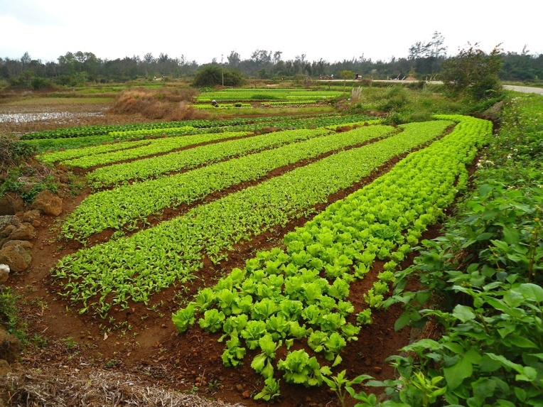 Comme sous Mao, la Chine veut envoyer les jeunes à la campagne