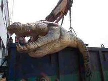 Des défenseurs des animaux demandent de rendre sa liberté au crocodile tueur