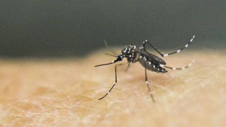 Le virus de la dengue est transmis par le moustique Aedes aegypti. (photo AFP)