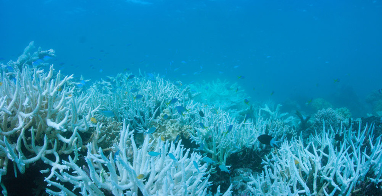 Le blanchissement du corail est l'une des conséquences du réchauffement climatique.