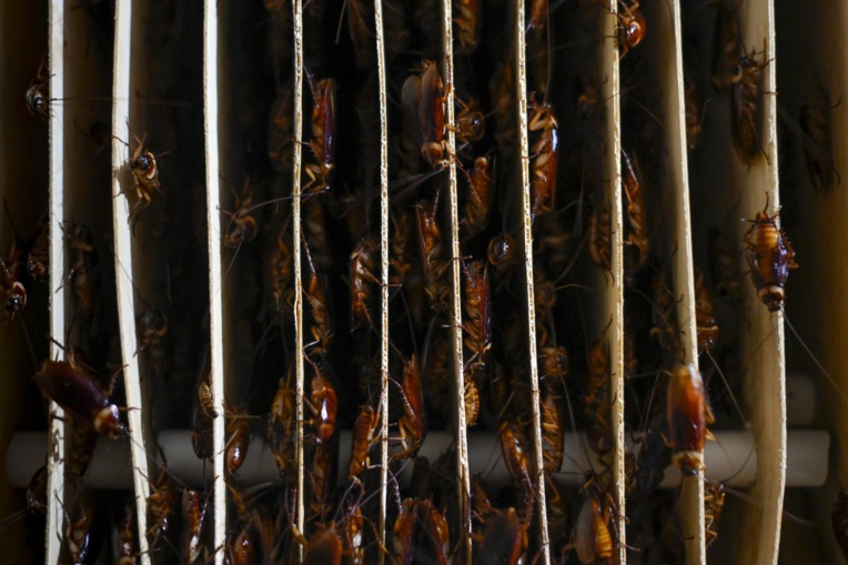 Cafard laqué ou pimenté? En Chine, la bestiole s'introduit dans les assiettes