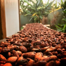 Ces fèves de cacao récoltées localement sont destinées à fabriquer les premières tablettes de chocolat Tahiti Origin by M