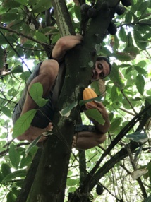 Manutea en train de cueillir des cabosses de cacao dans un cacaoyer centenaire aux Marquises Manutea en train de cueillir des cabosses de cacao dans un cacaoyer centenaire aux Marquises