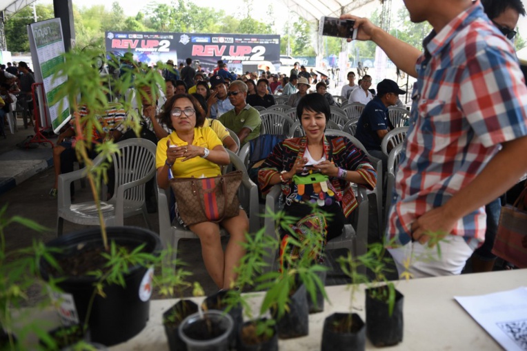 En Thaïlande, première fête du cannabis après la légalisation à usage médical