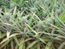 L’importation de concentré d’ananas autorisée au fenua