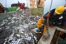 Bruxelles veut partiellement interdire la pêche au cabillaud