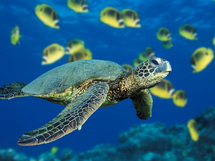 Renforcement des mesures de protection de la tortue marine