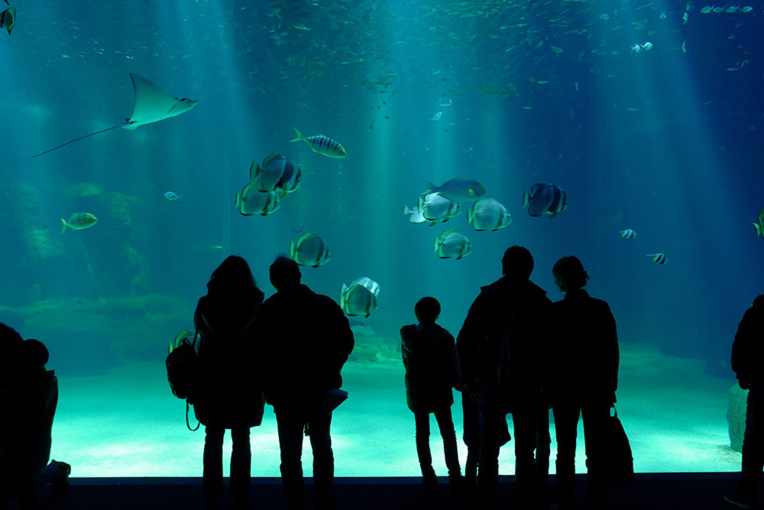 Boulogne-sur-mer: tous les requins-marteaux sont morts à Nausicaà Boulogne-sur-mer: tous les requins-marteaux sont morts à Nausicaà