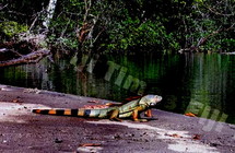 l’iguane américain semble vouloir faire souche à Fidji. (Source photo : Fiji Times)
