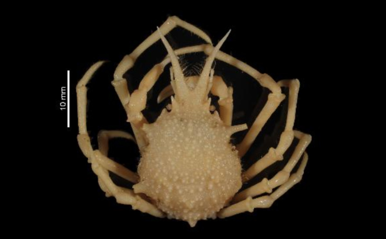 Voici un exemple d’espèce découverte dans les fonds marins de la Polynésie française. Ce crabe a été repéré à Kaukura. Il vit entre 800 et 1000 mètres de profondeur.  Muséum national d’Histoire naturelle, Paris (France) Collection : Crustacés (IU)