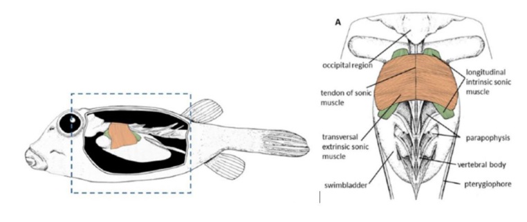 Schéma de l’appareil sonore du poisson coffre, avec en saumon les muscles transversaux extrinsèques et en vert les muscles longitudinaux intrinsèques (crédit : E. Parmentier) Schéma de l’appareil sonore du poisson coffre, avec en saumon les muscles transversaux extrinsèques et en vert les muscles longitudinaux intrinsèques (crédit : E. Parmentier)