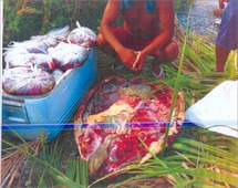 Saisie douanière: 200 kg de viande de tortue à Bora Bora