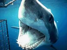 Le Grand requin blanc, "une merveilleuse machine qui va disparaître"