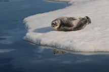 Une maladie mystérieuse affecte et tue des phoques dans l'Arctique