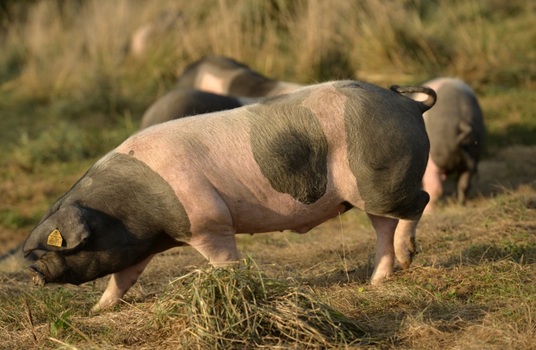 Hong Kong va abattre 6.000 porcs après la détection d'un cas de peste porcine Hong Kong va abattre 6.000 porcs après la détection d'un cas de peste porcine